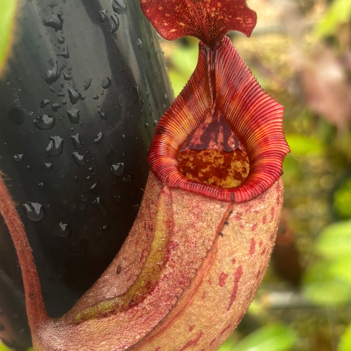 Nepenthes rajah x veitchii Seed-grown New Grex