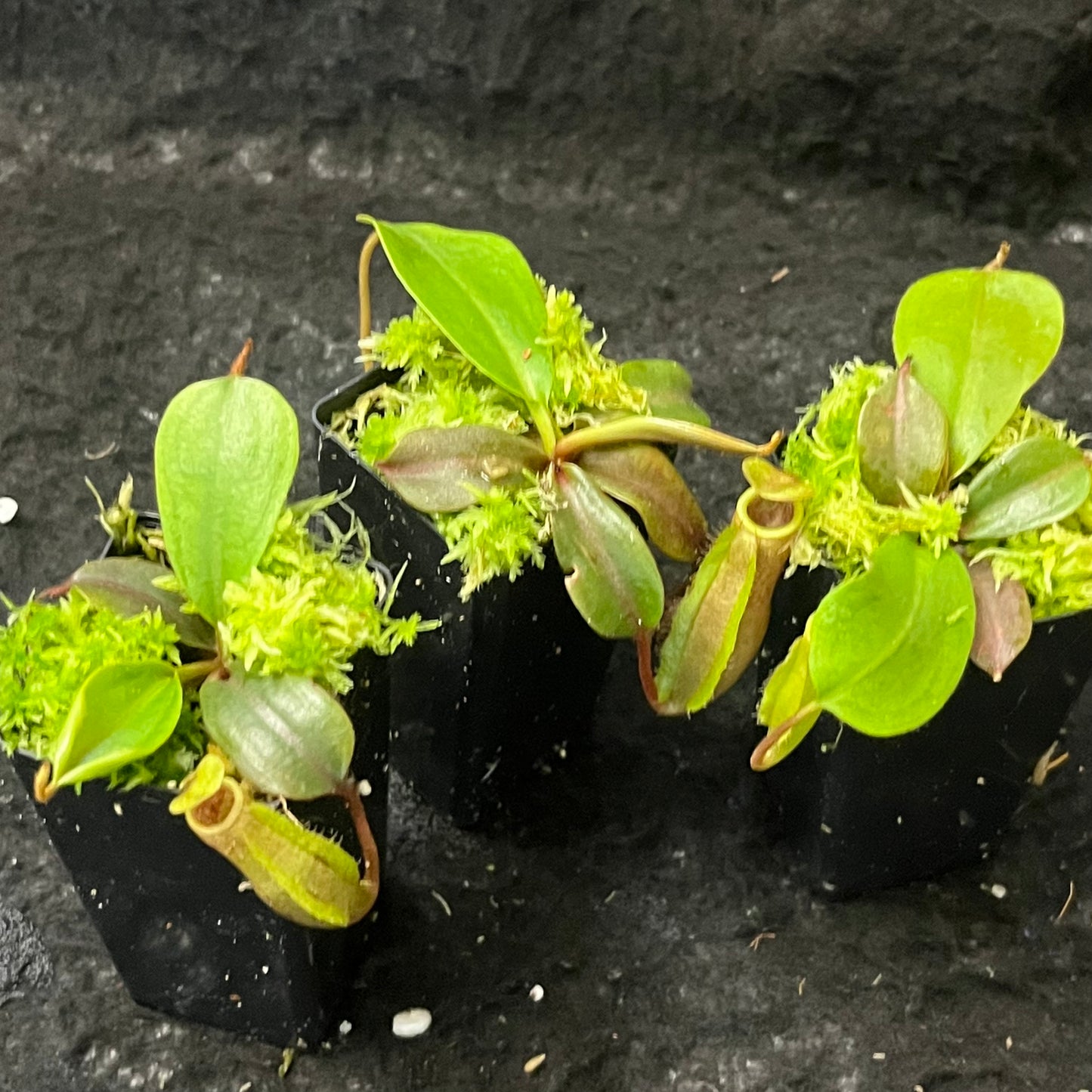 Nepenthes veitchii (striped peristomes) x palawanensis