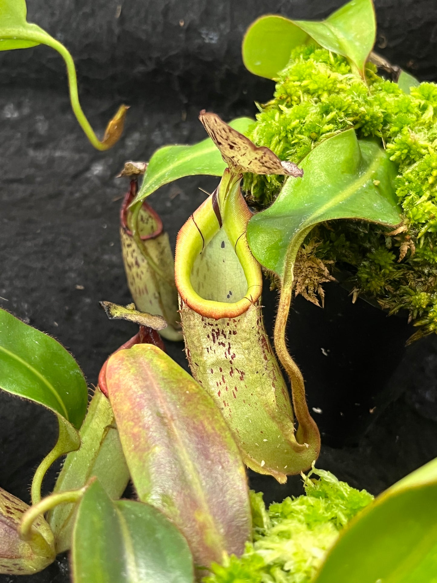 Nepenthes burbidgeae x veitchii BE-3723