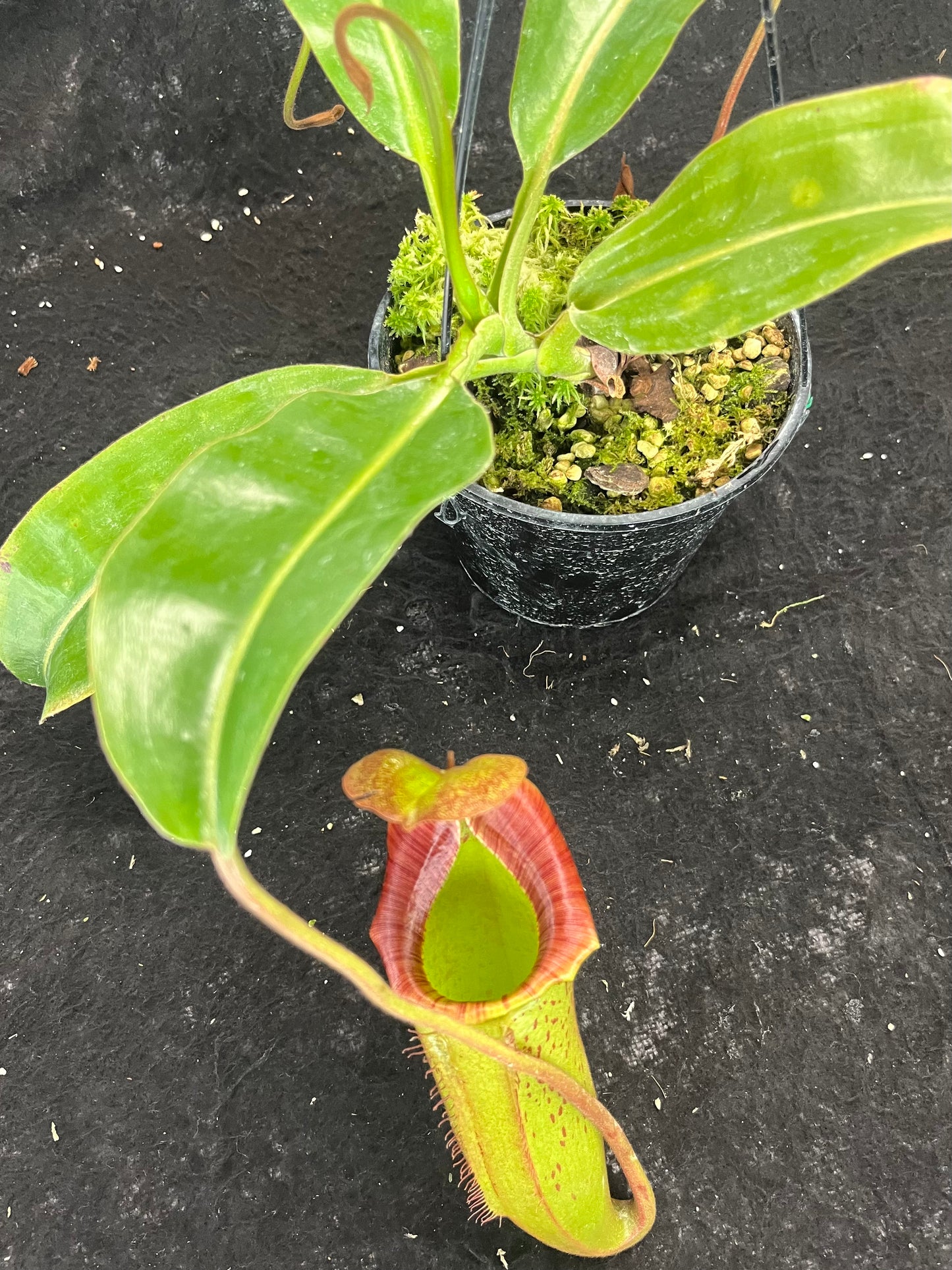 Nepenthes [lowii x (northiana x veitchii)] x (veitchii x burbidgeae) SG