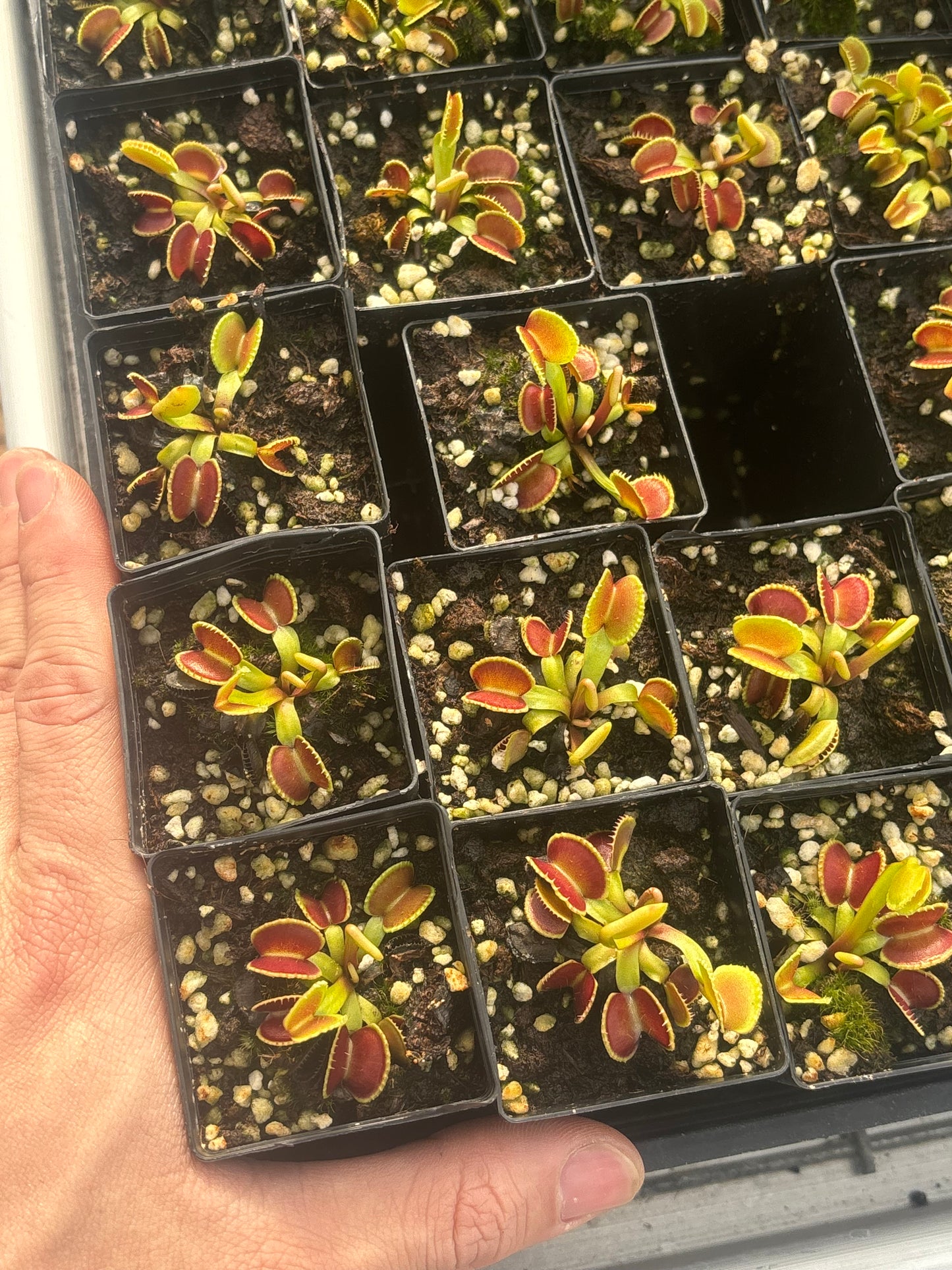 Dionaea muscipula 024