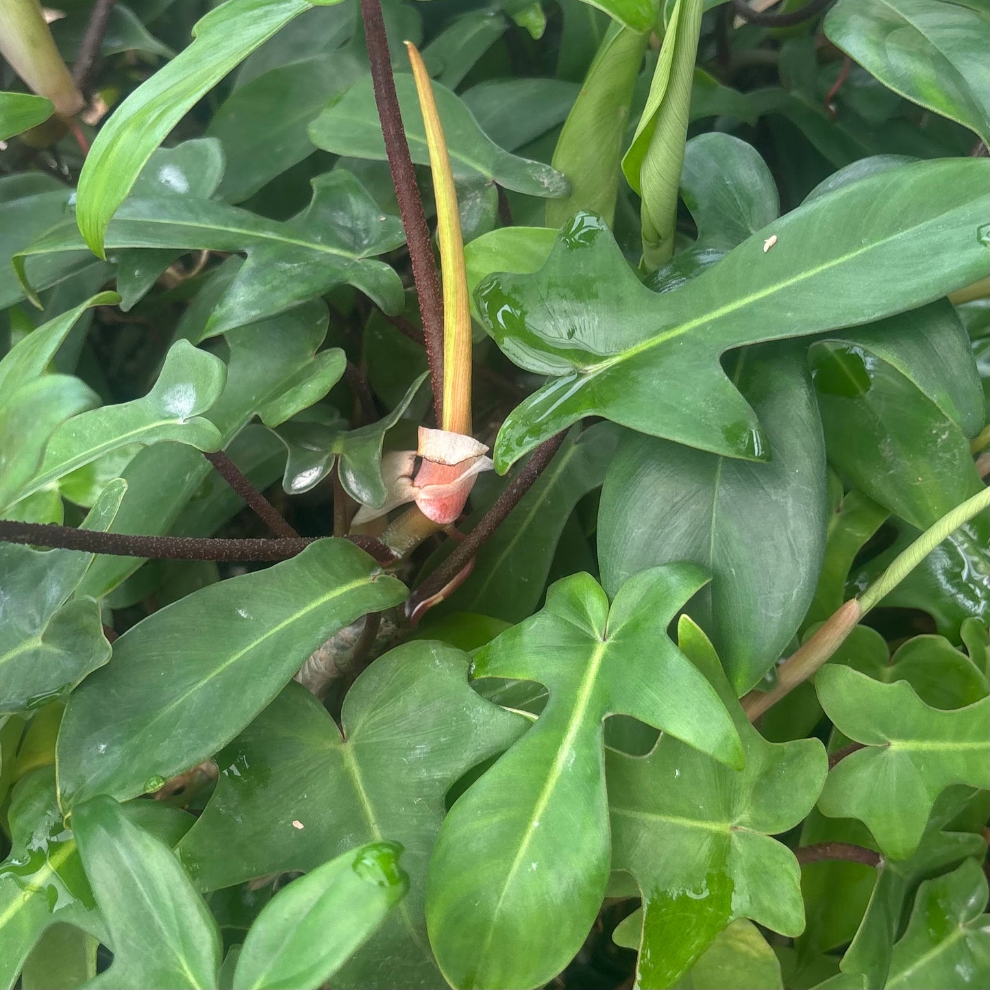 Philodendron 'Florida Green'