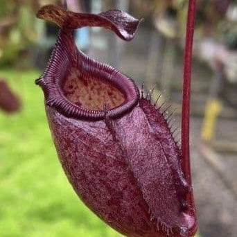Nepenthes rajah x gymnamphora BE4575