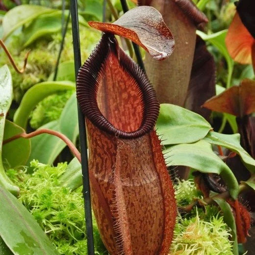 Nepenthes hamata x gymnamphora BE-4553