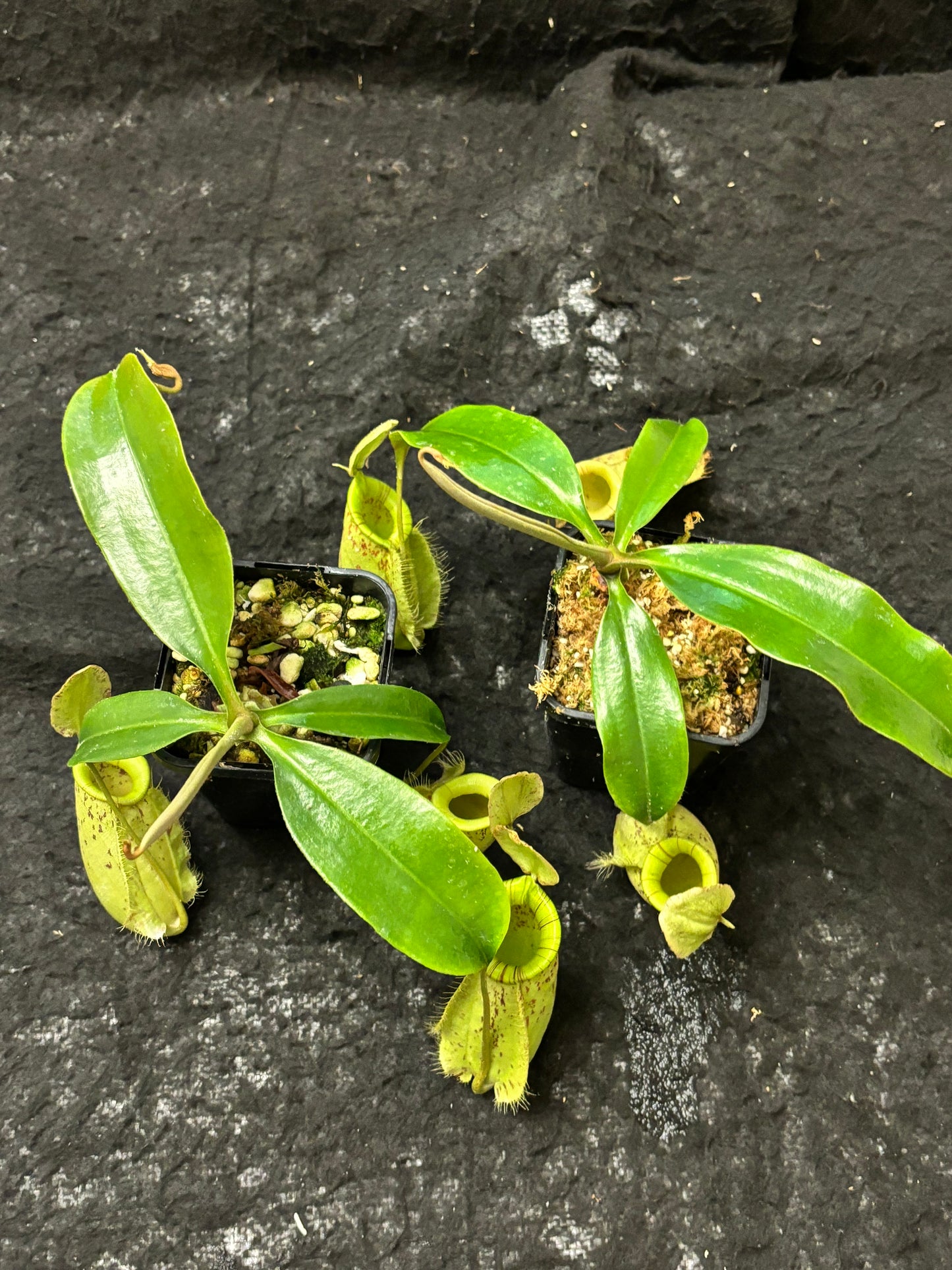 Nepenthes rafflesiana x ampullaria "Susan"