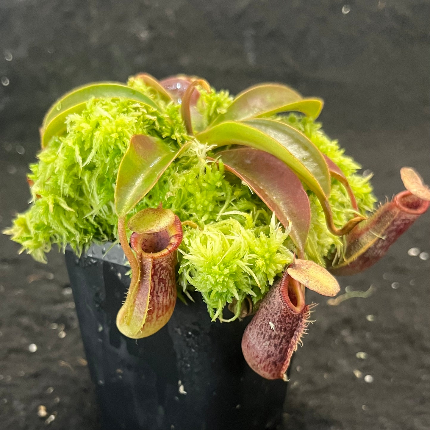 Nepenthes singalana x (burbidgeae x edwardsiana) BE-3984