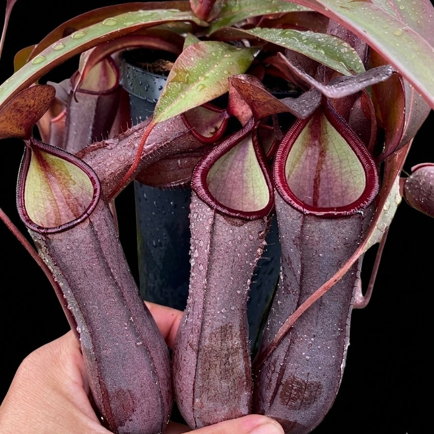 Nepenthes Rebecca Soper
