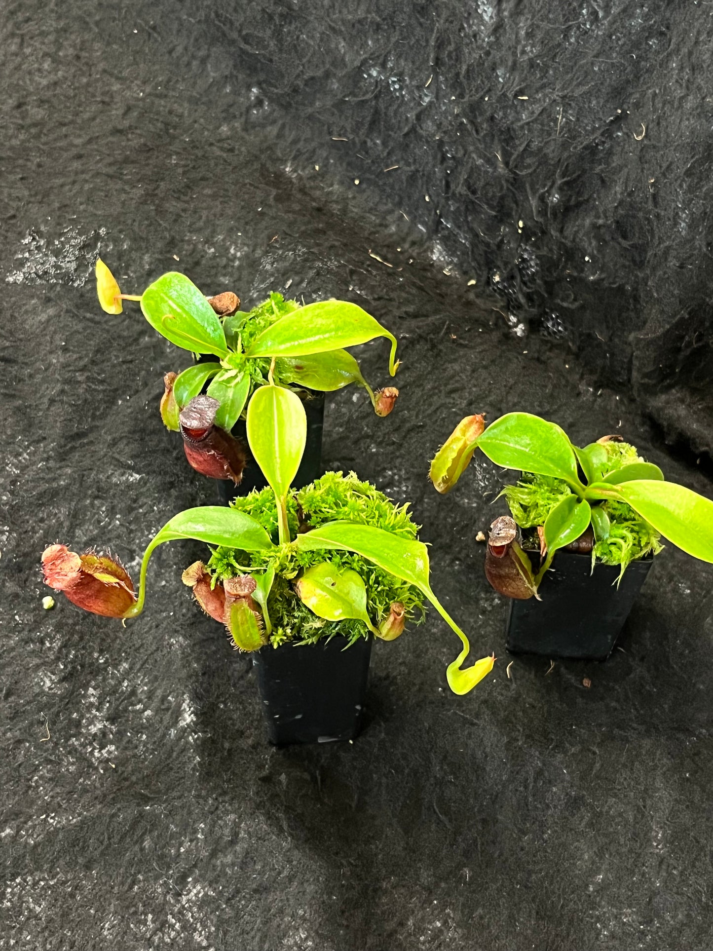 Nepenthes robcantleyi x ovata BE-3996