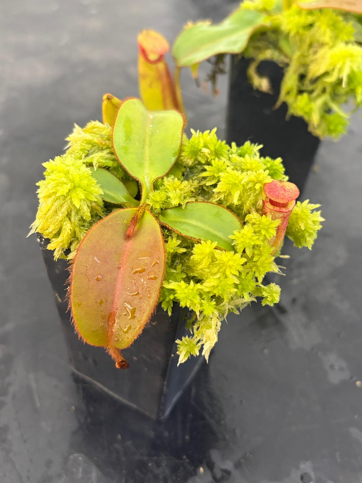 Nepenthes rajah x (veitchii x chaniana) BE-4666