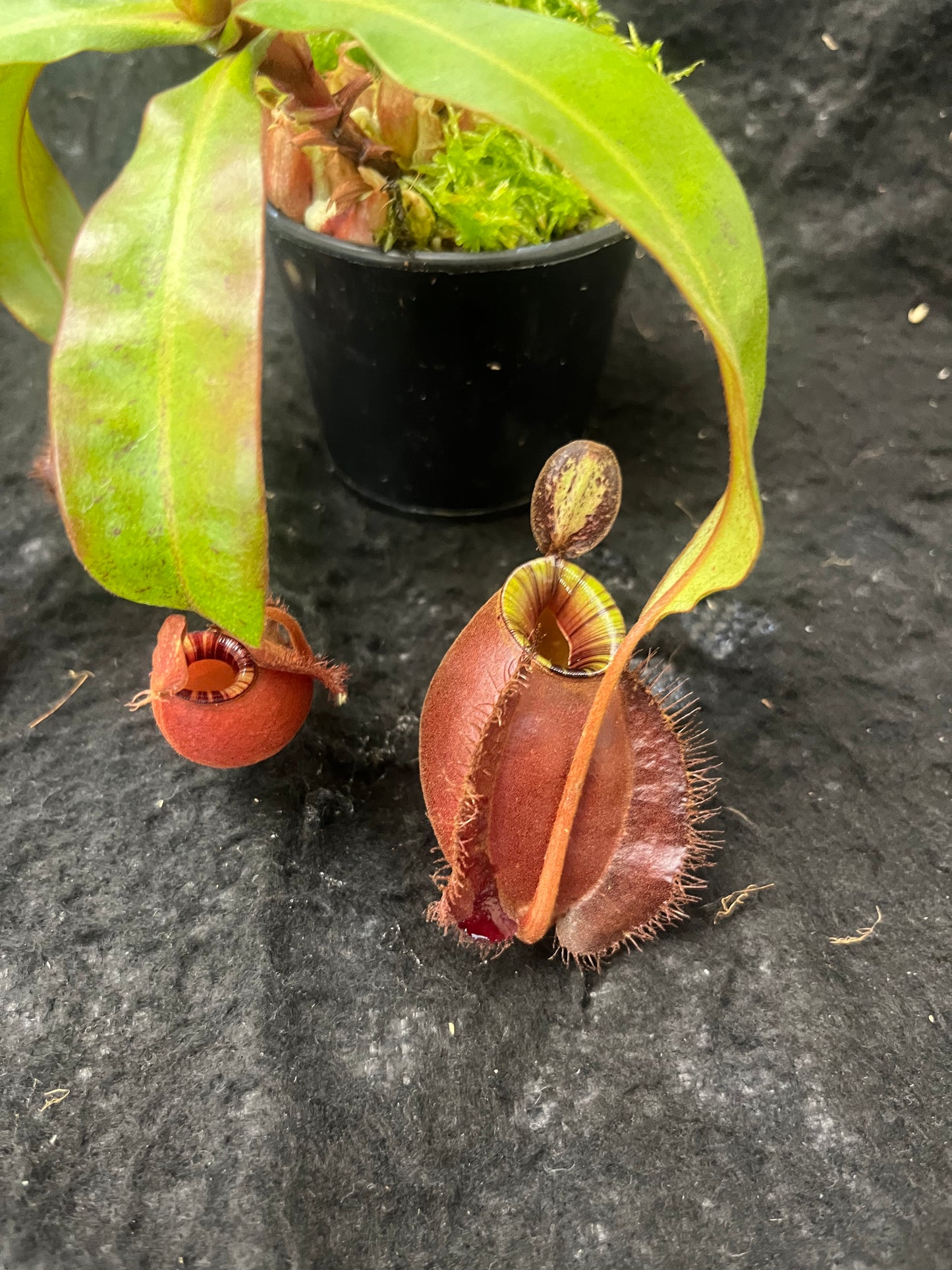 Nepenthes (ampullaria Black Miracle x viking) x (viking x ampullaria Red) SG