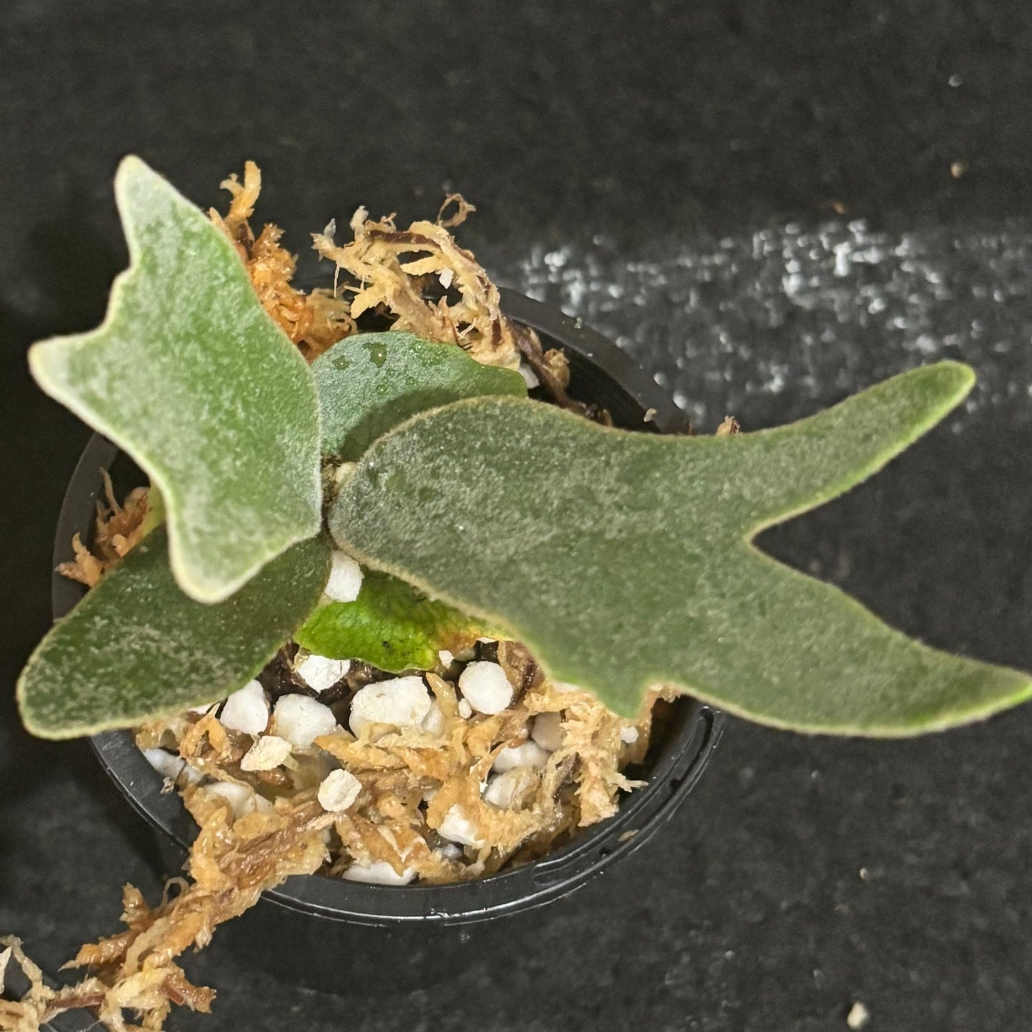Platycerium OMG