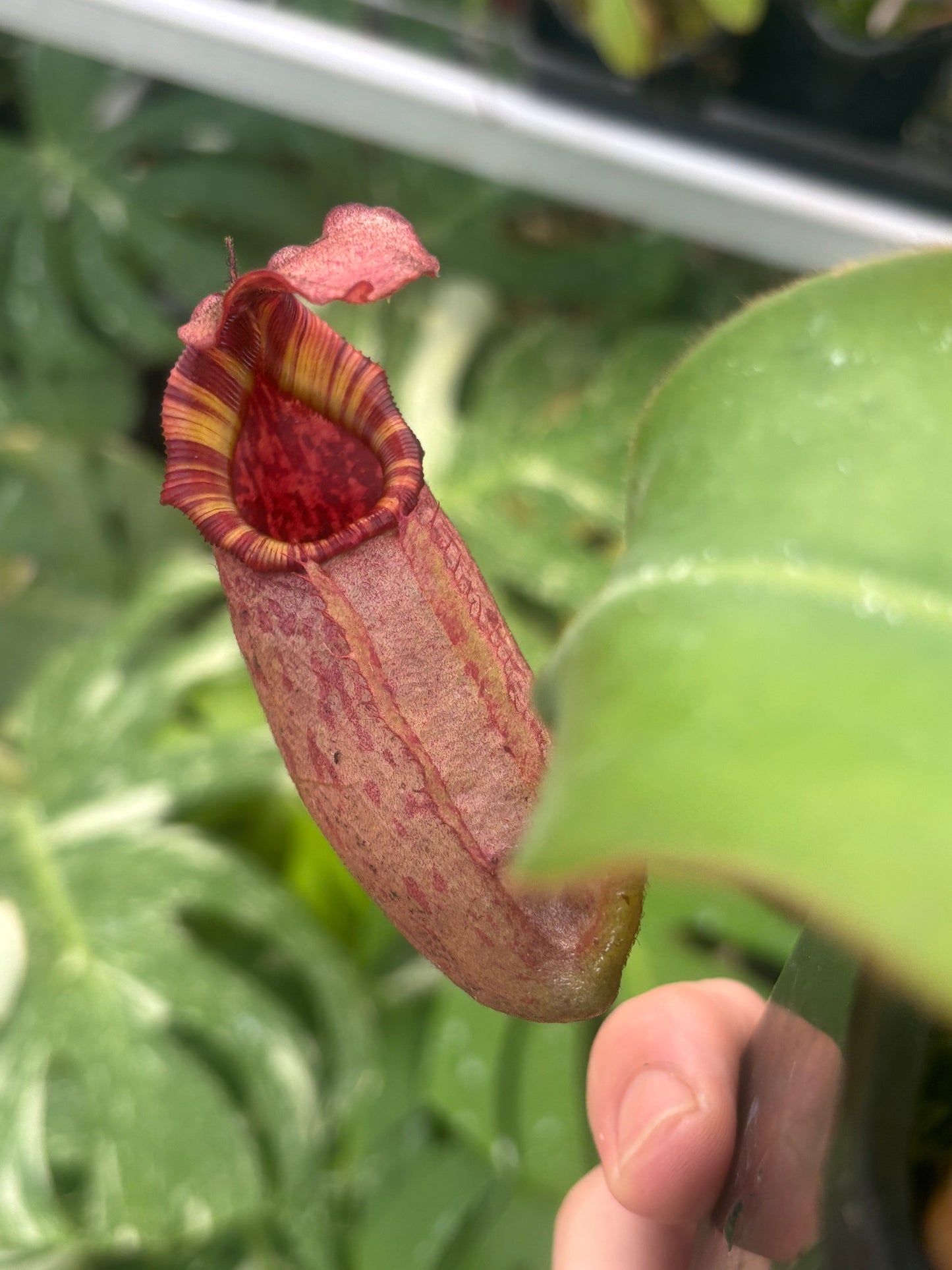 Nepenthes rajah x veitchii Seed-grown New Grex