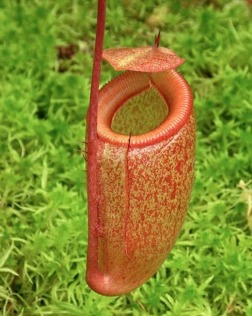 Nepenthes sibuyanensis x attenboroughii BE-4579