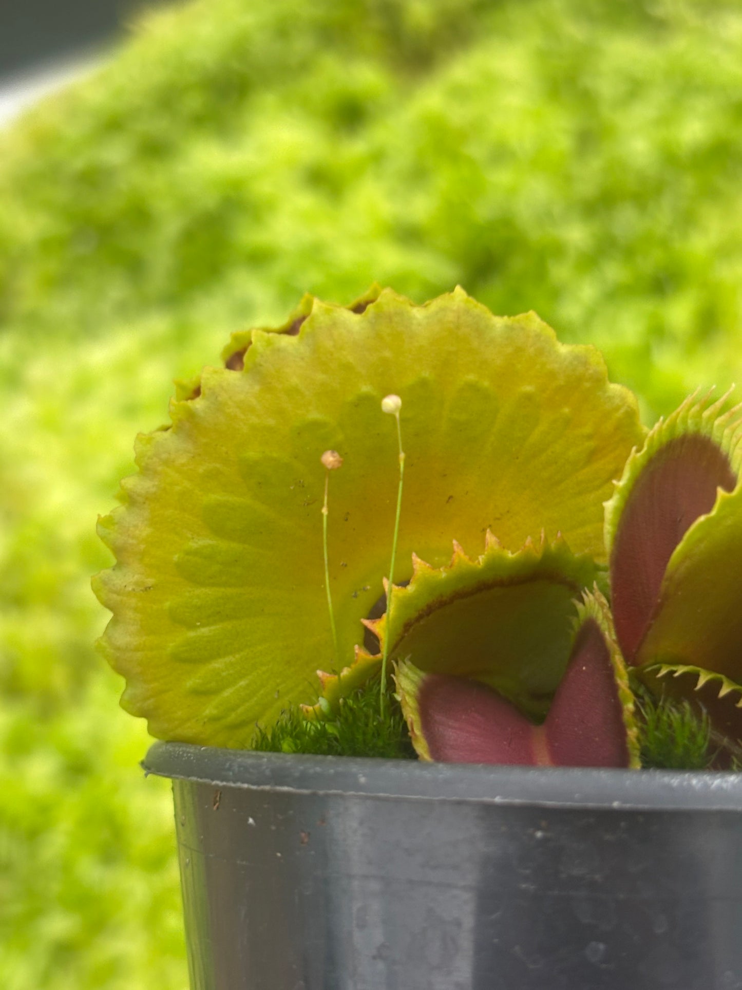 Dionaea muscipula unlabelled