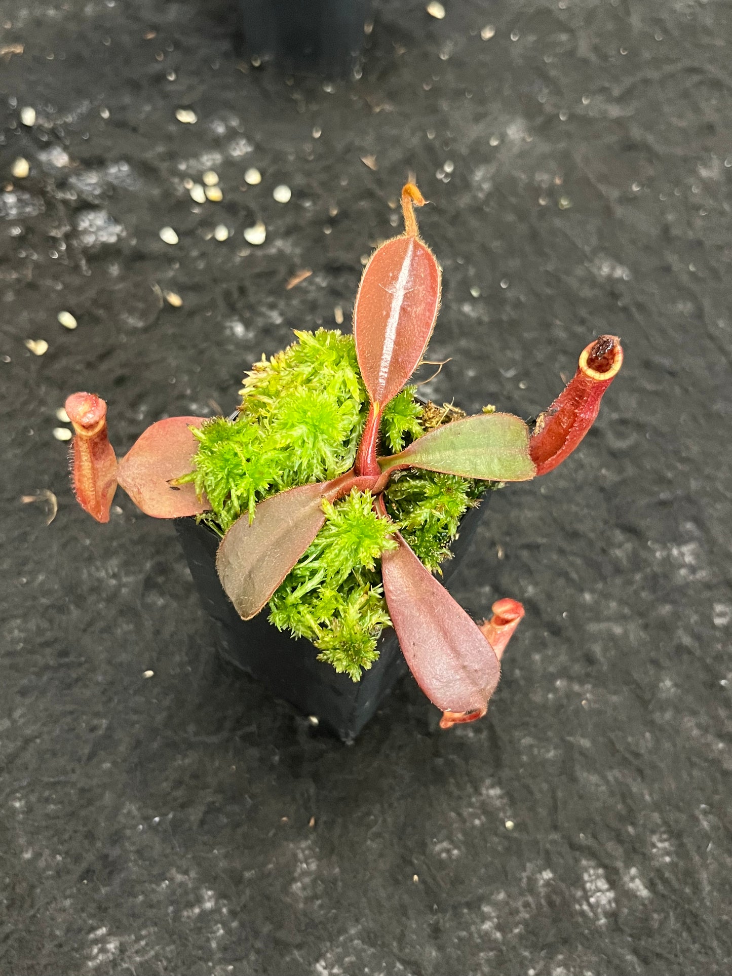 Nepenthes peltata x (veitchii x lowii) BE-4516