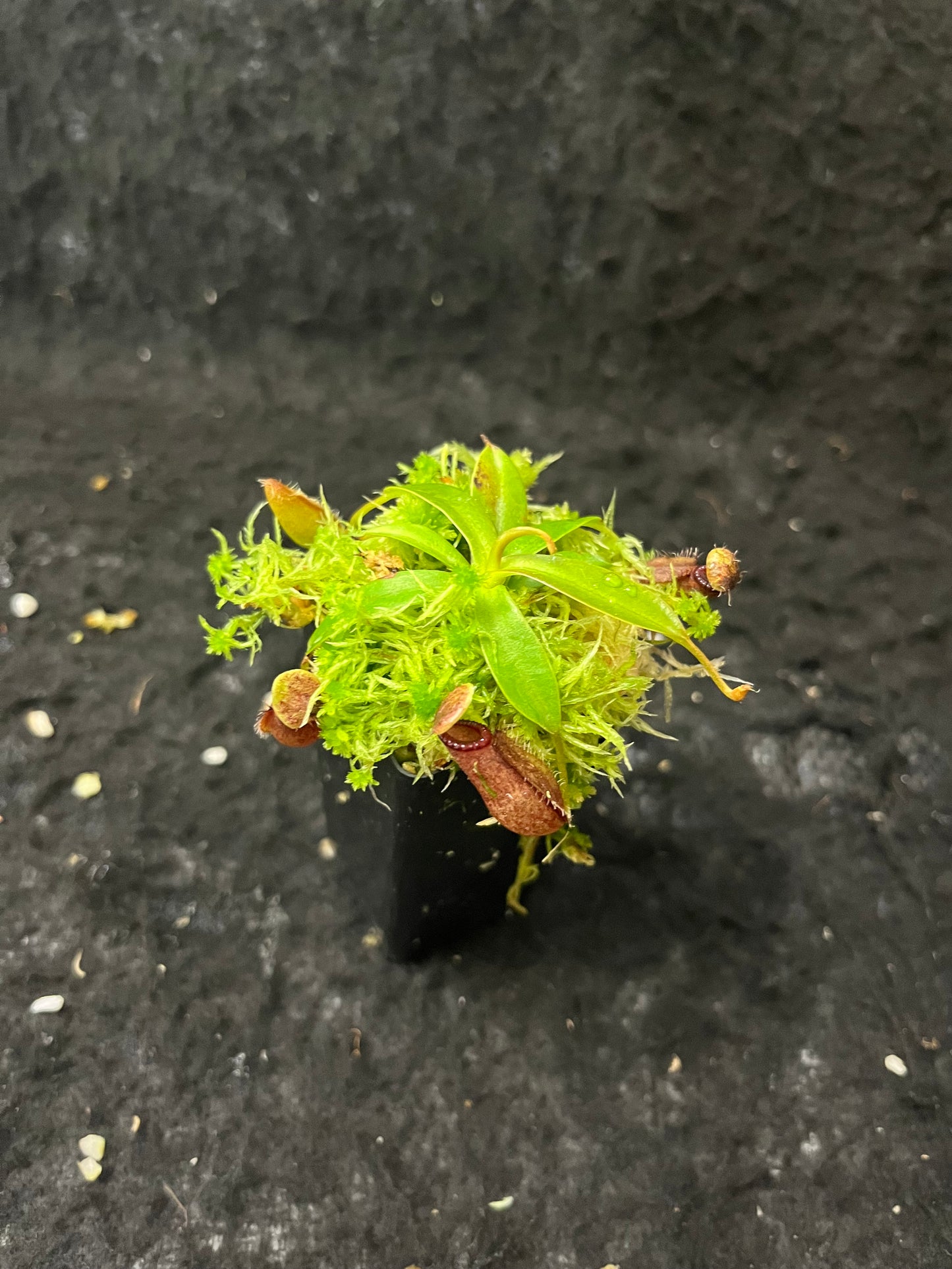 Nepenthes hamata x (lowii x tentaculata) BE-4526