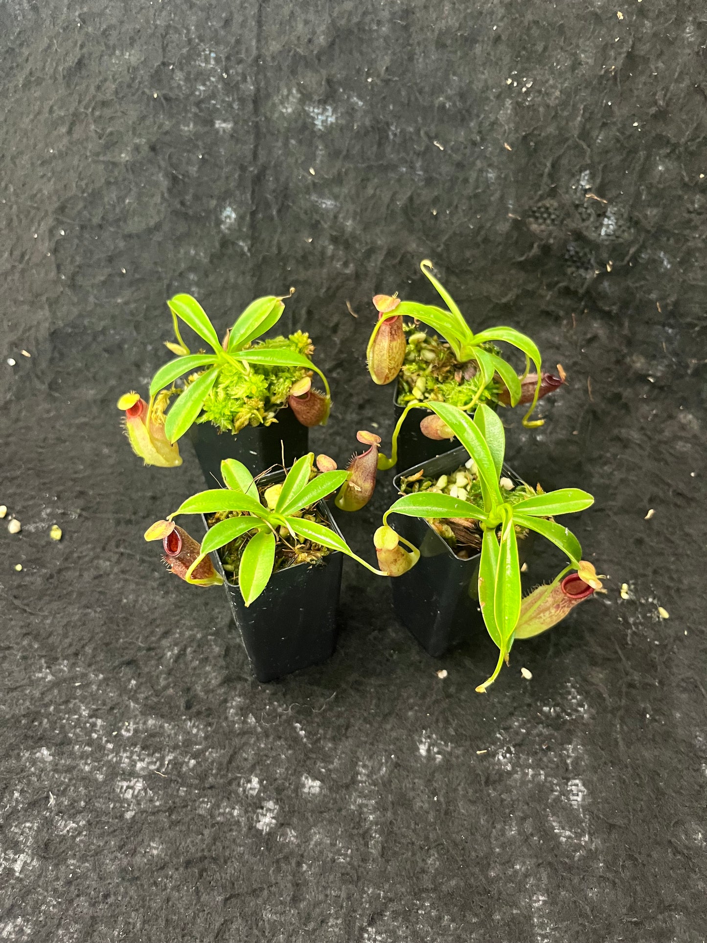 Nepenthes spathulata x aristolochioides BE-4077