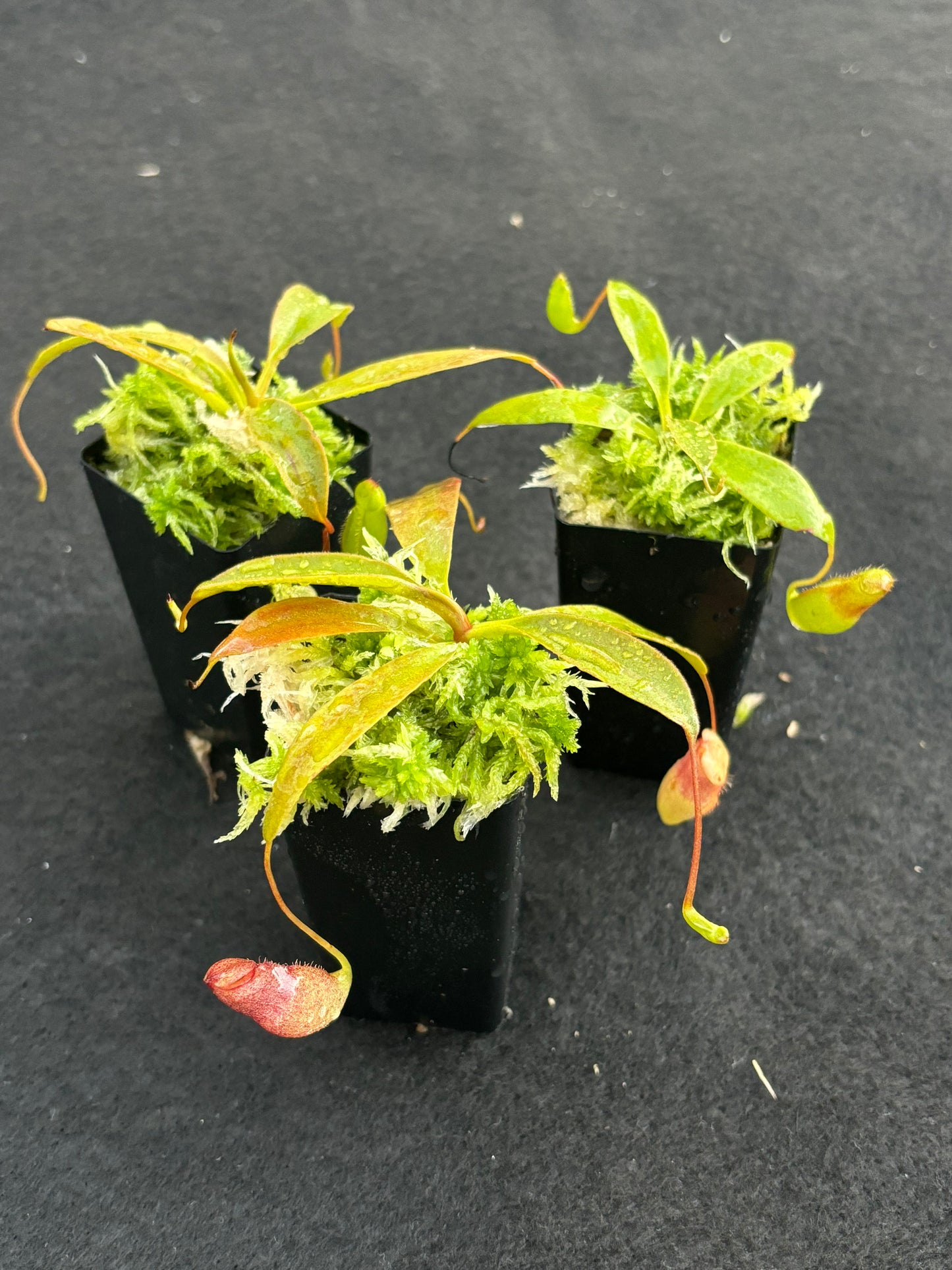 Nepenthes rajah x flava BE-4604