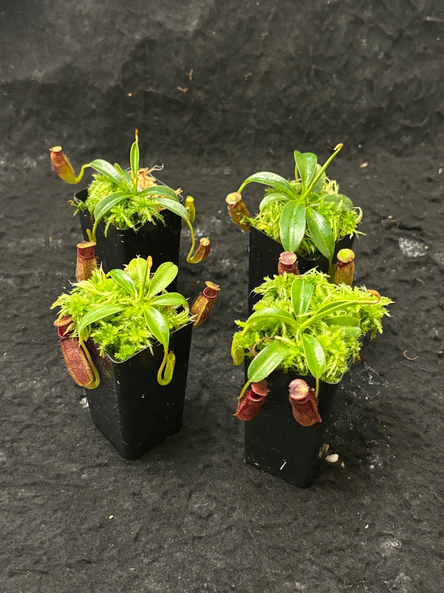 Nepenthes (lowii x macrophylla) x aristolochioides BE-4503