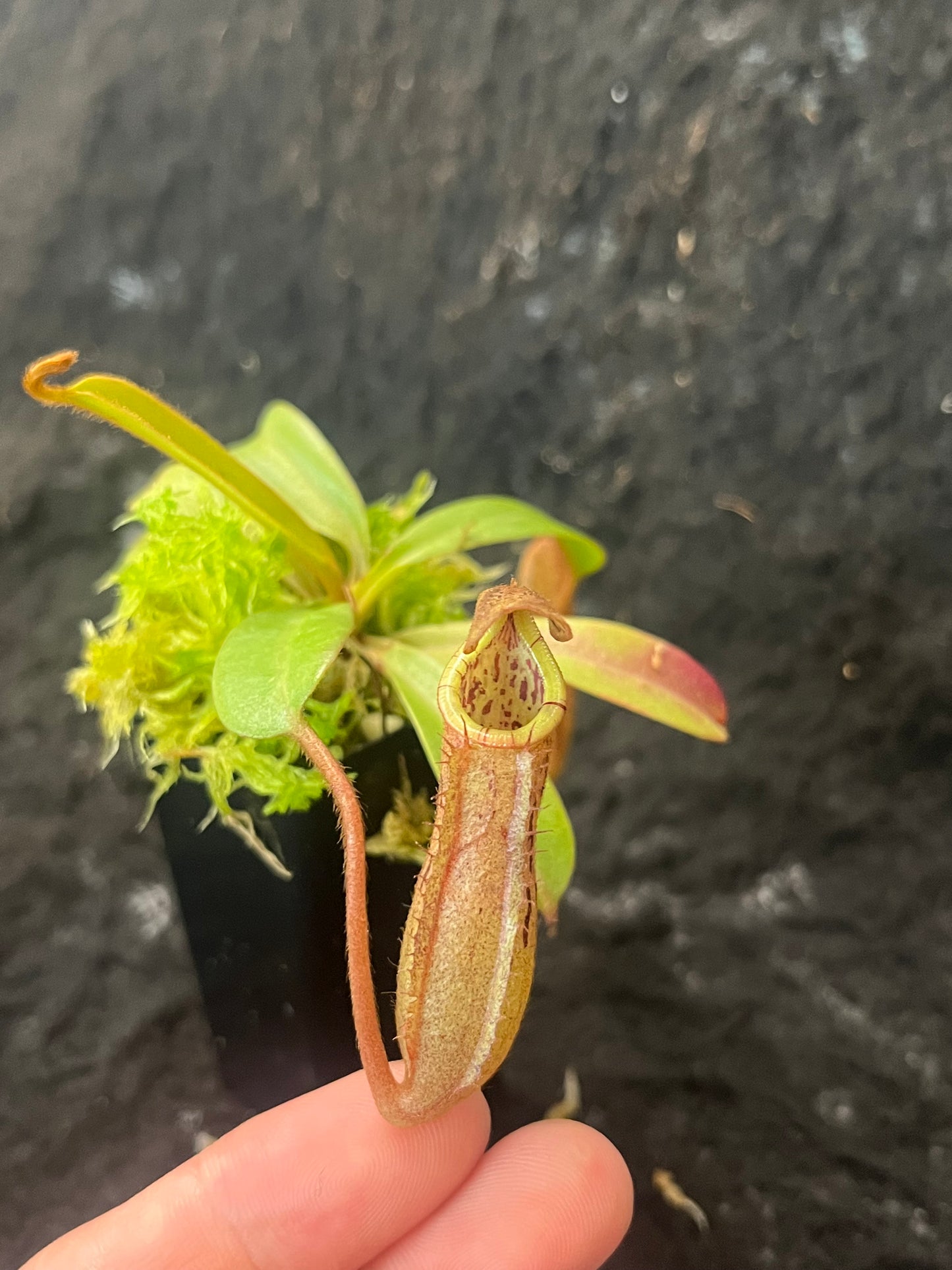 Nepenthes burkei x (burbidgeae x edwardsiana) BE-4531