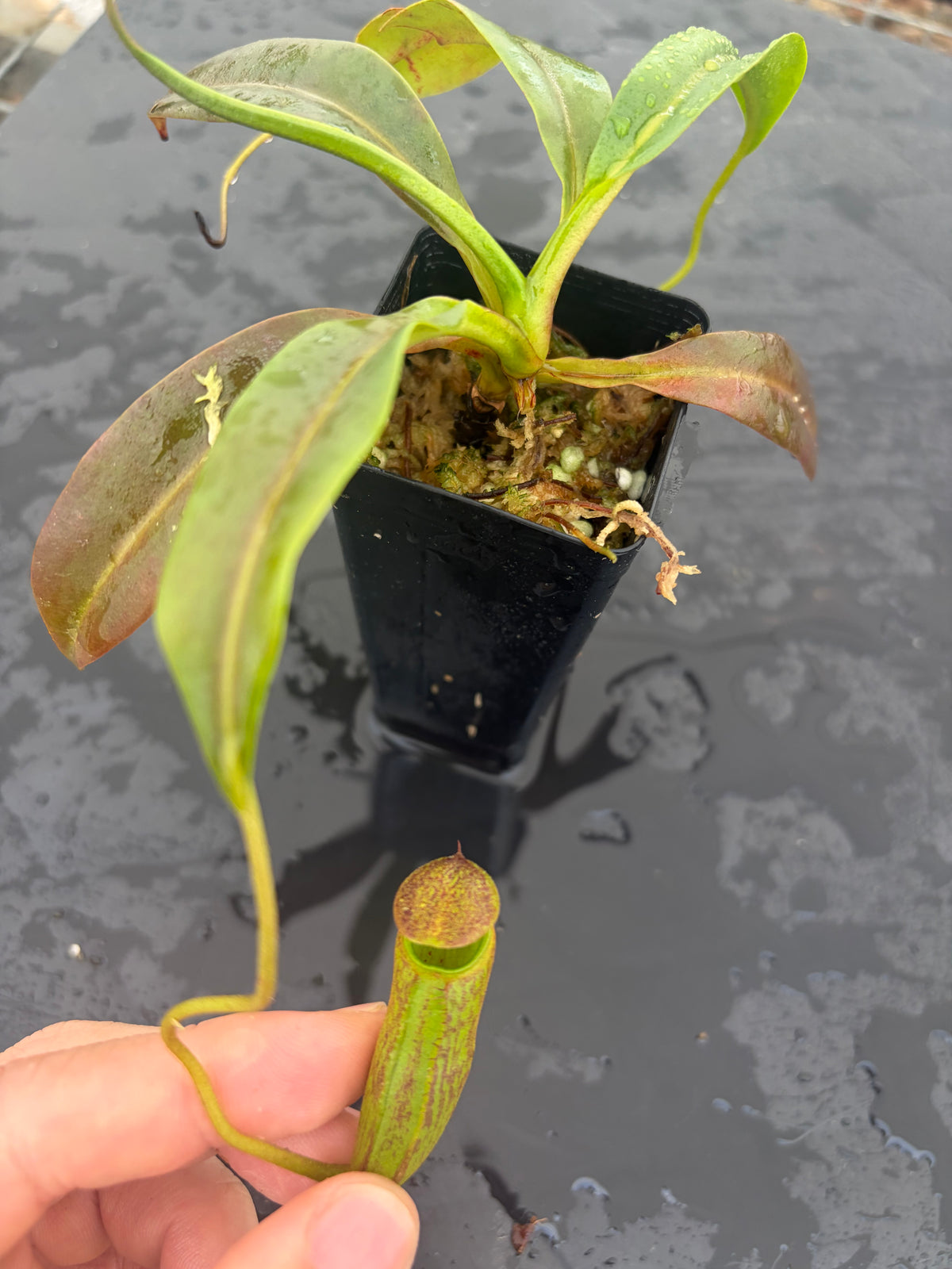 Nepenthes ceciliae BE-4600