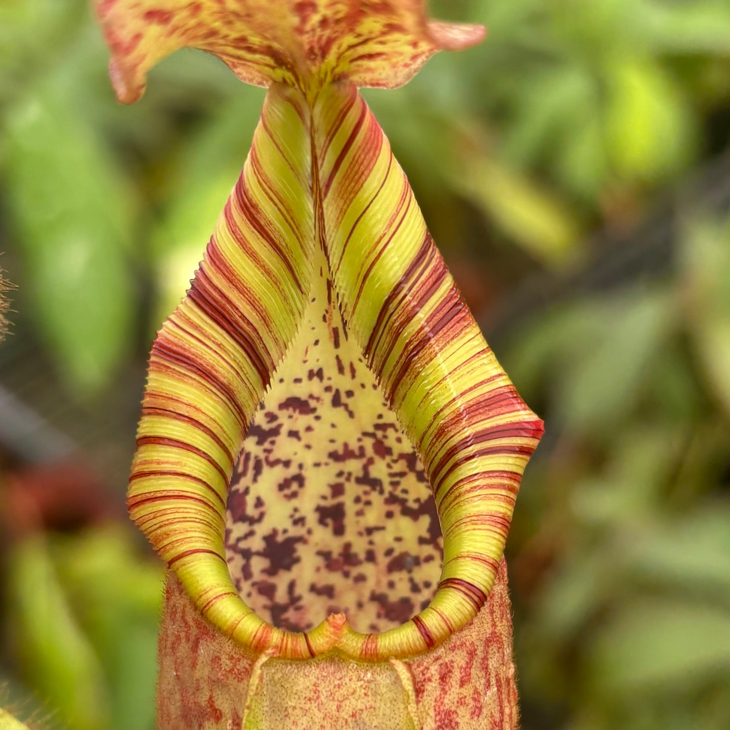 Nepenthes (veitchii x burbidgeae) x veitchii K