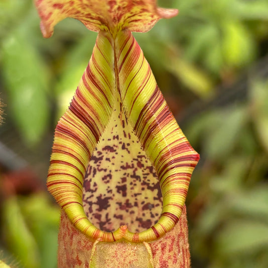 Nepenthes (veitchii x burbidgeae) x veitchii K