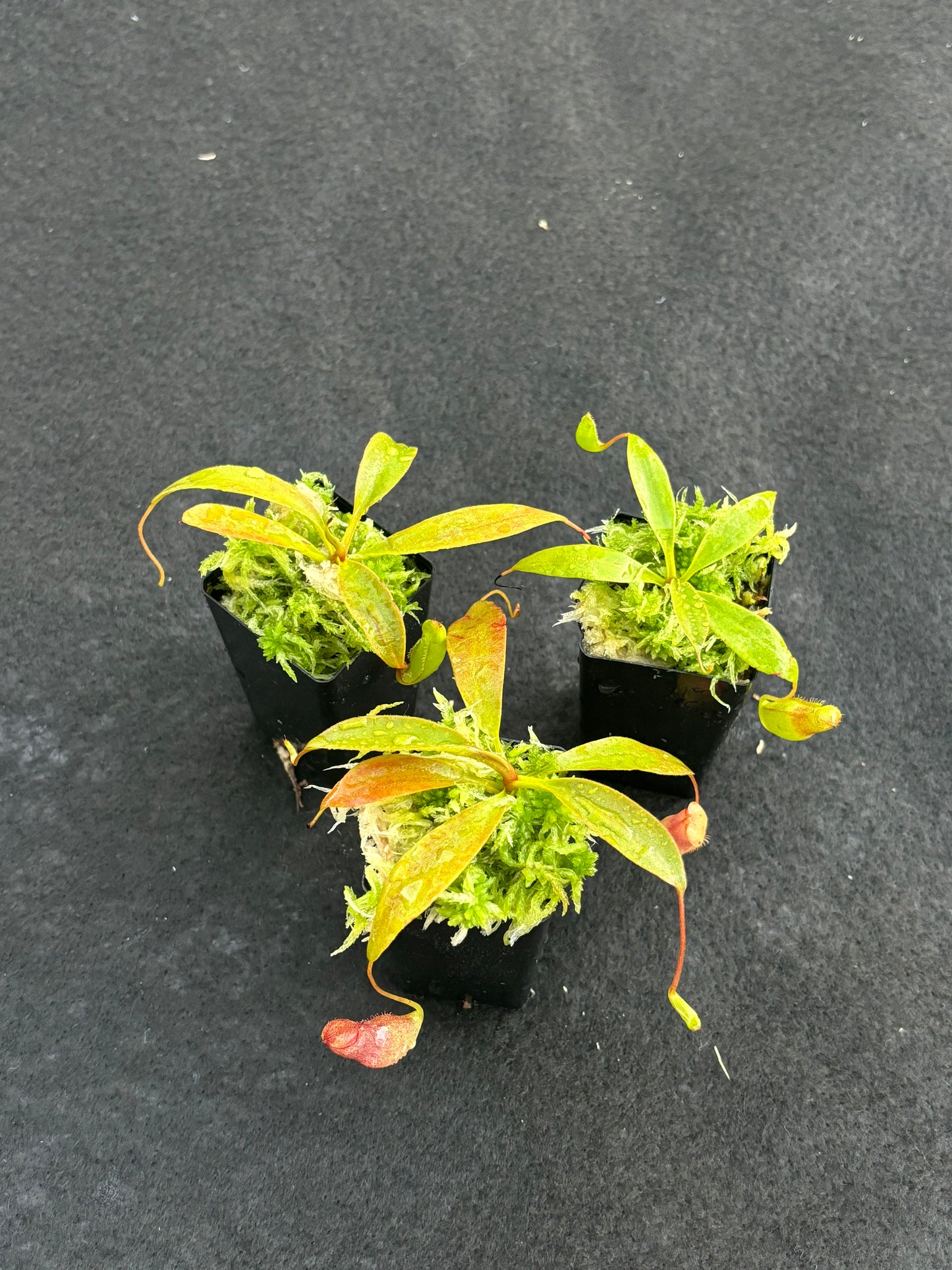 Nepenthes rajah x flava BE-4604