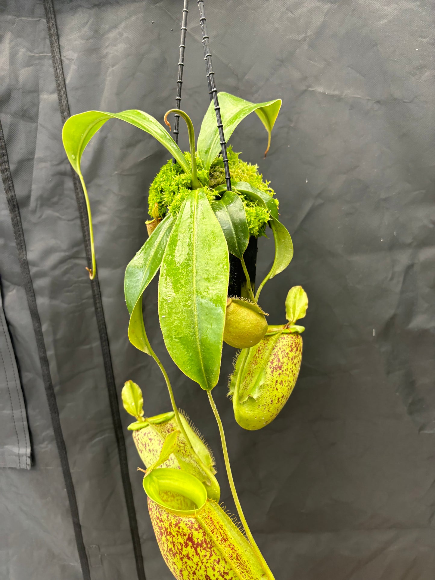 Nepenthes spathulata x ampullaria