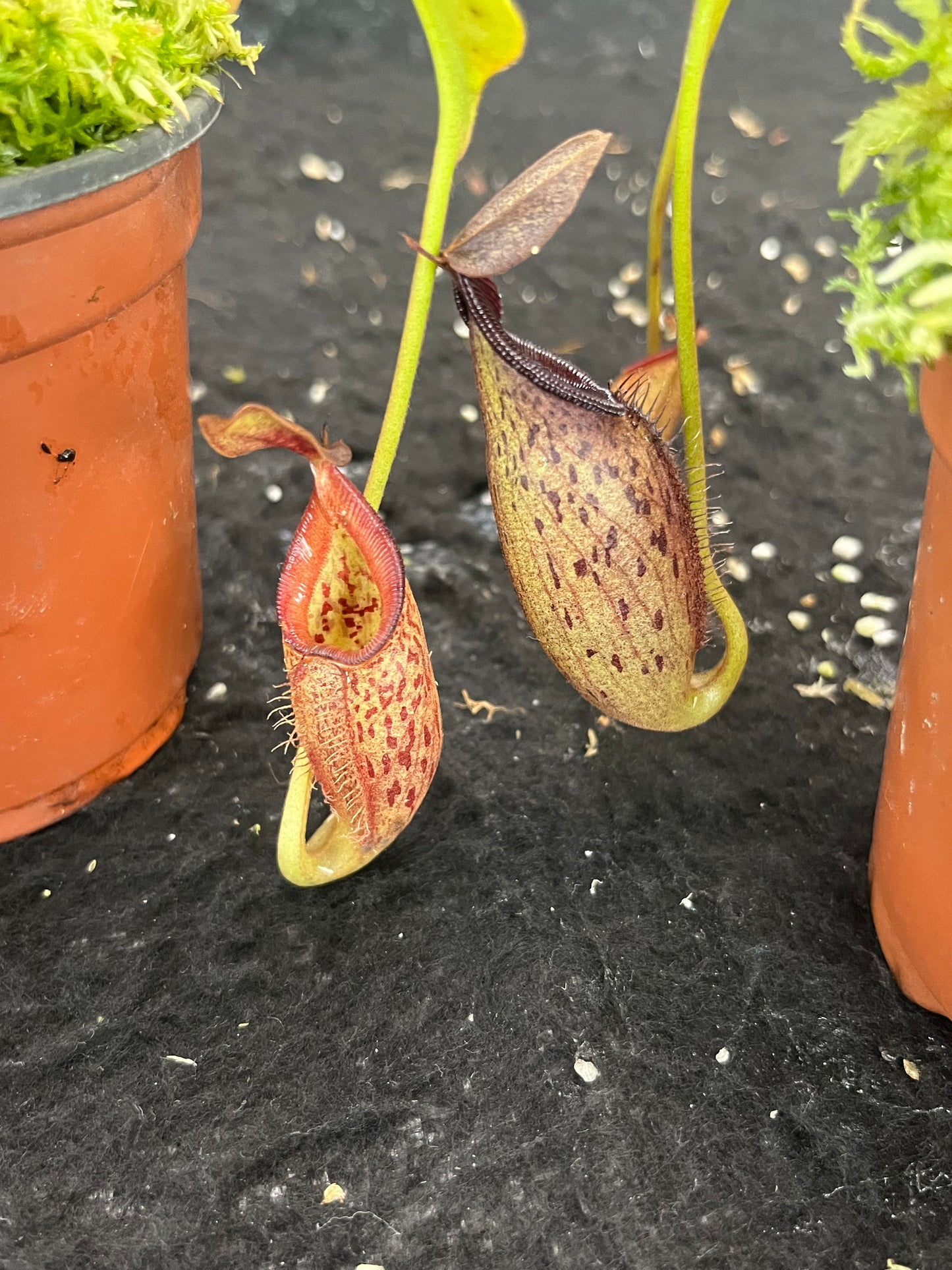 Nepenthes talangensis x robcantleyi BE-3497