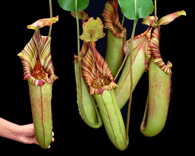 Nepenthes (veitchii x lowii) x robcantleyi BE-3841