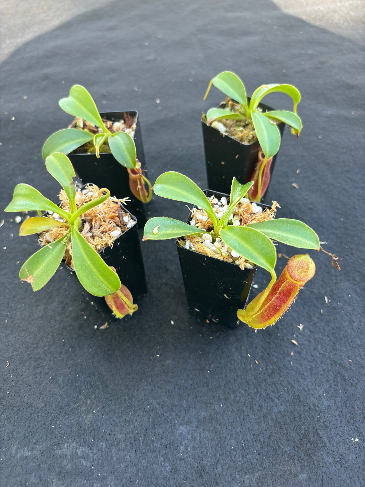 Nepenthes spathulata x lowii BE-4517