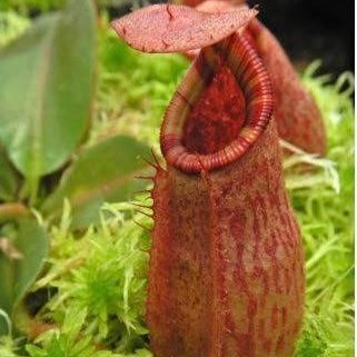 Nepenthes rajah x veitchii Seed-grown