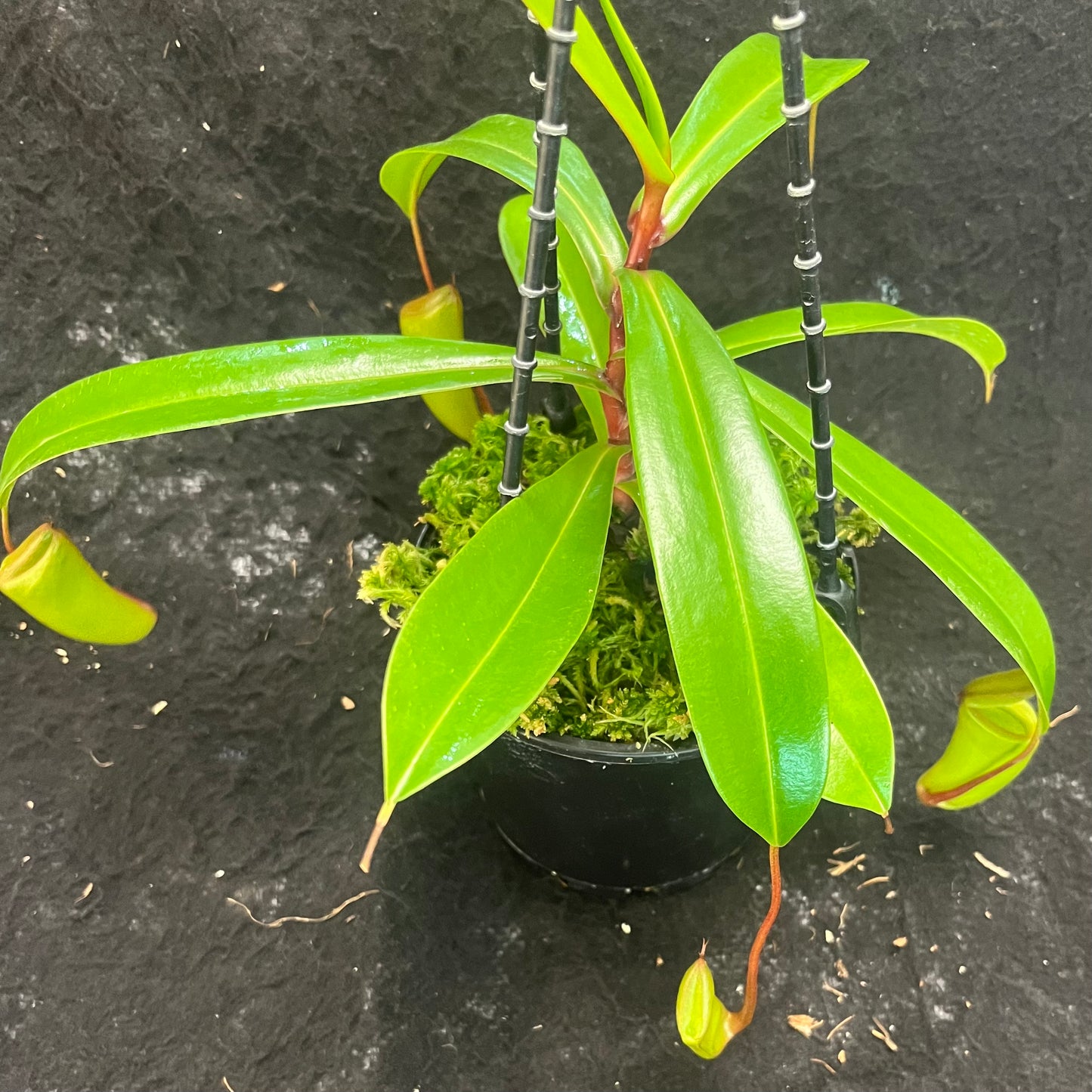 Nepenthes ventricosa x dubia