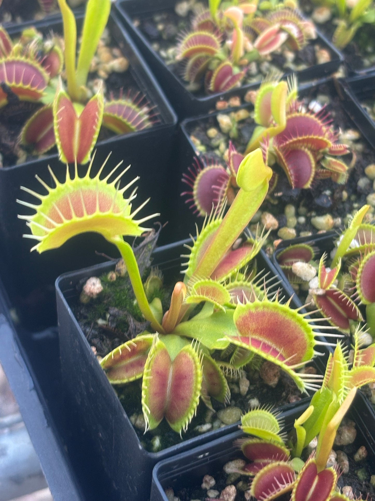Dionaea muscipula Big Mouth