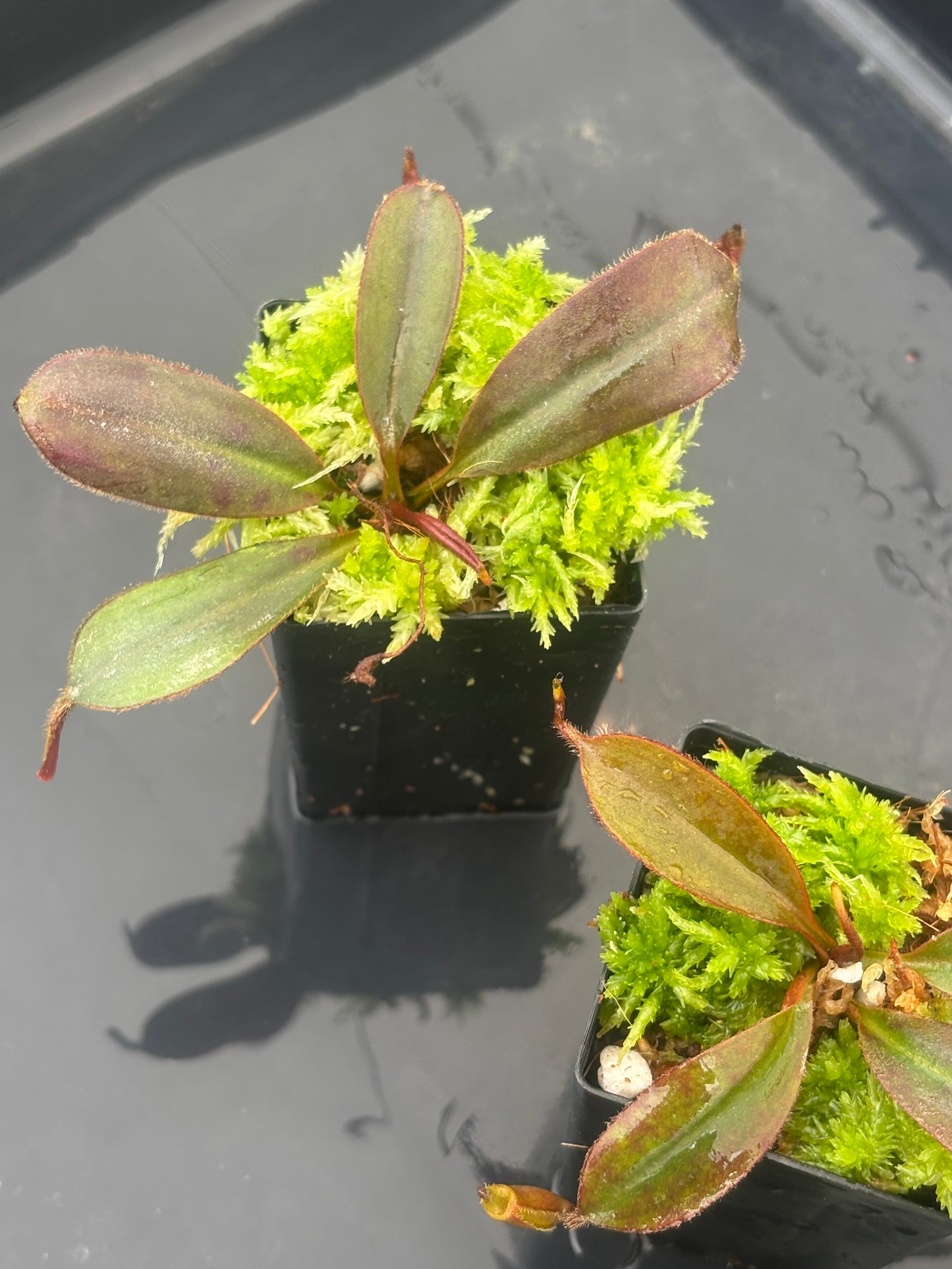 Nepenthes peltata x attenboroughii BE-4601