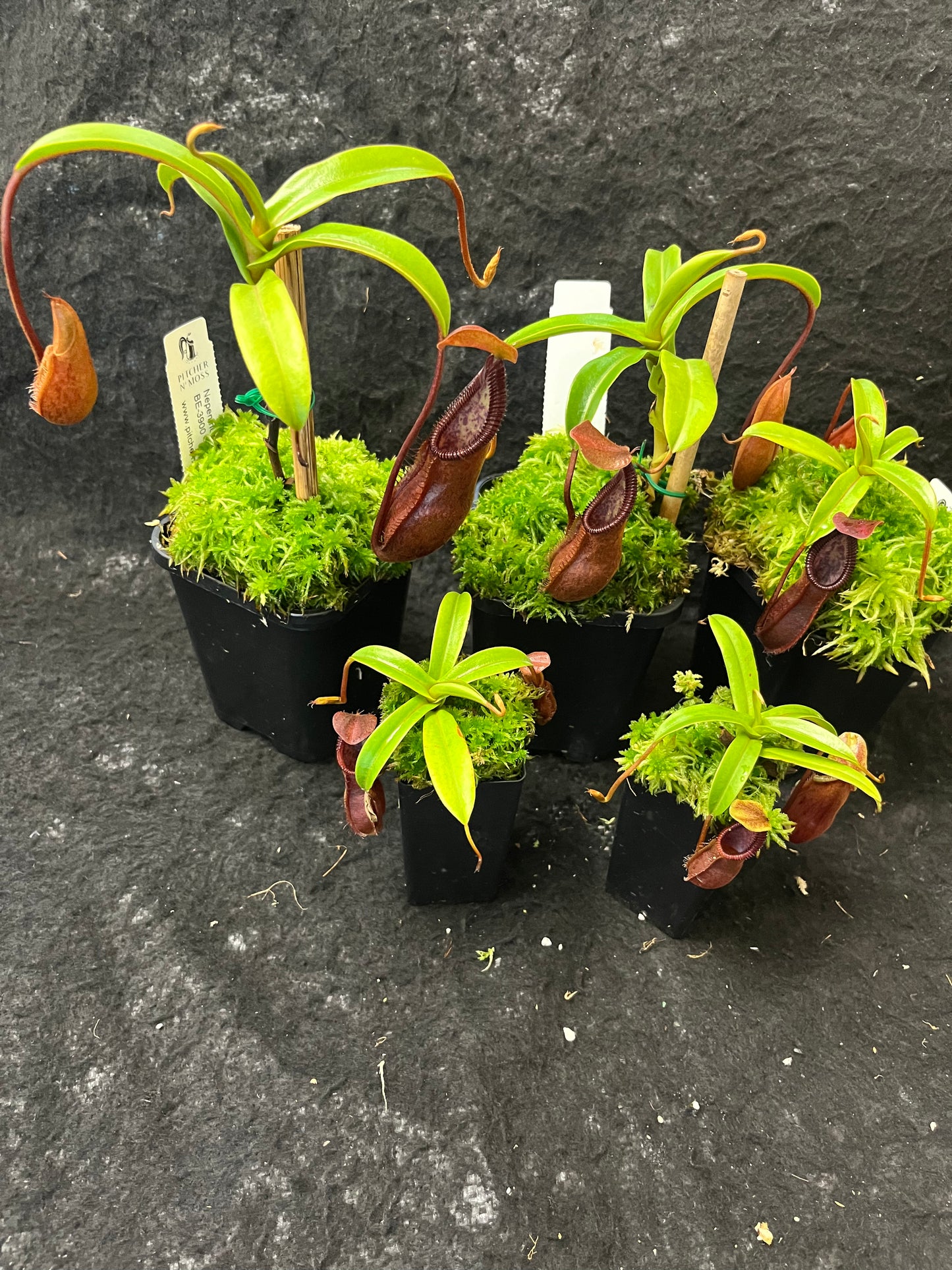 Nepenthes singalana x diabolica BE-3900