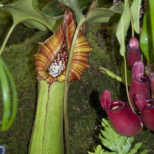 Nepenthes truncata (Mount Pasian)