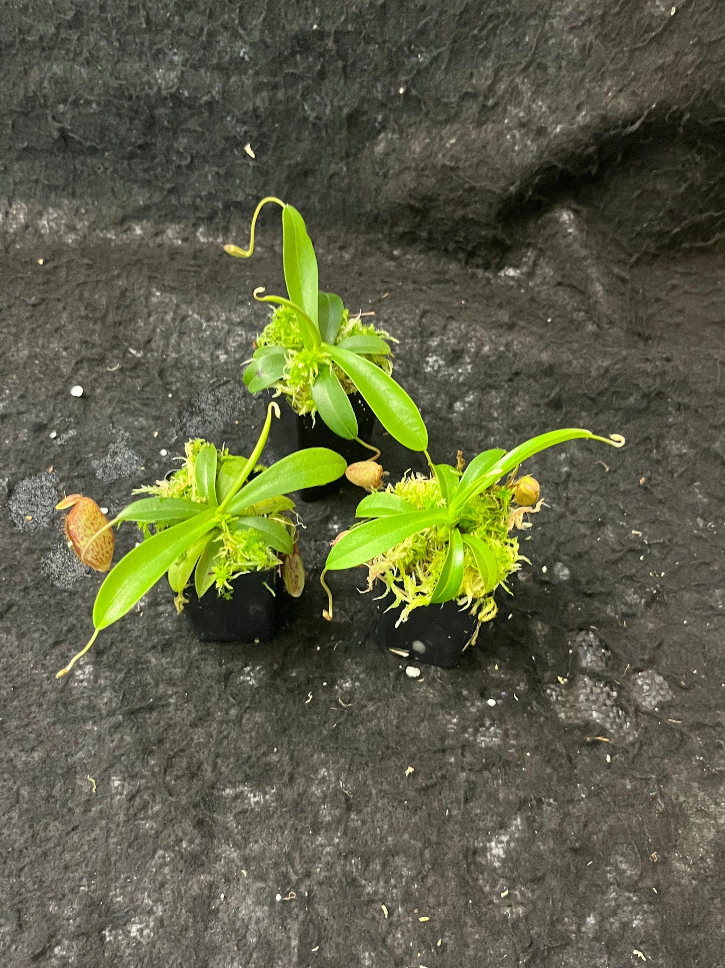 Nepenthes aristolochioides x undulatifolia