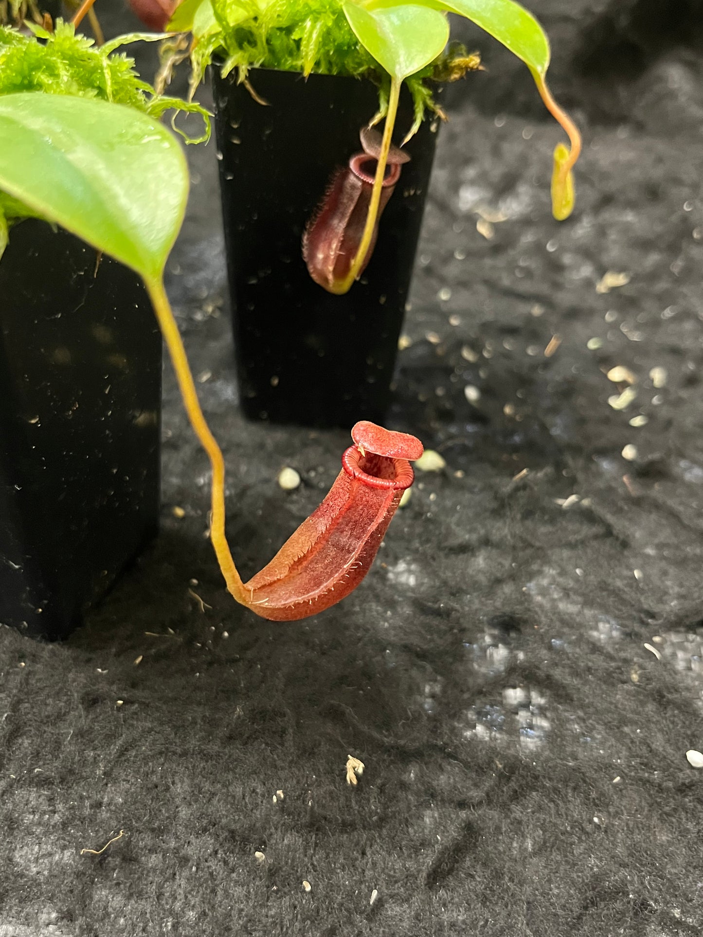 Nepenthes sibuyanensis x lowii BE-4504