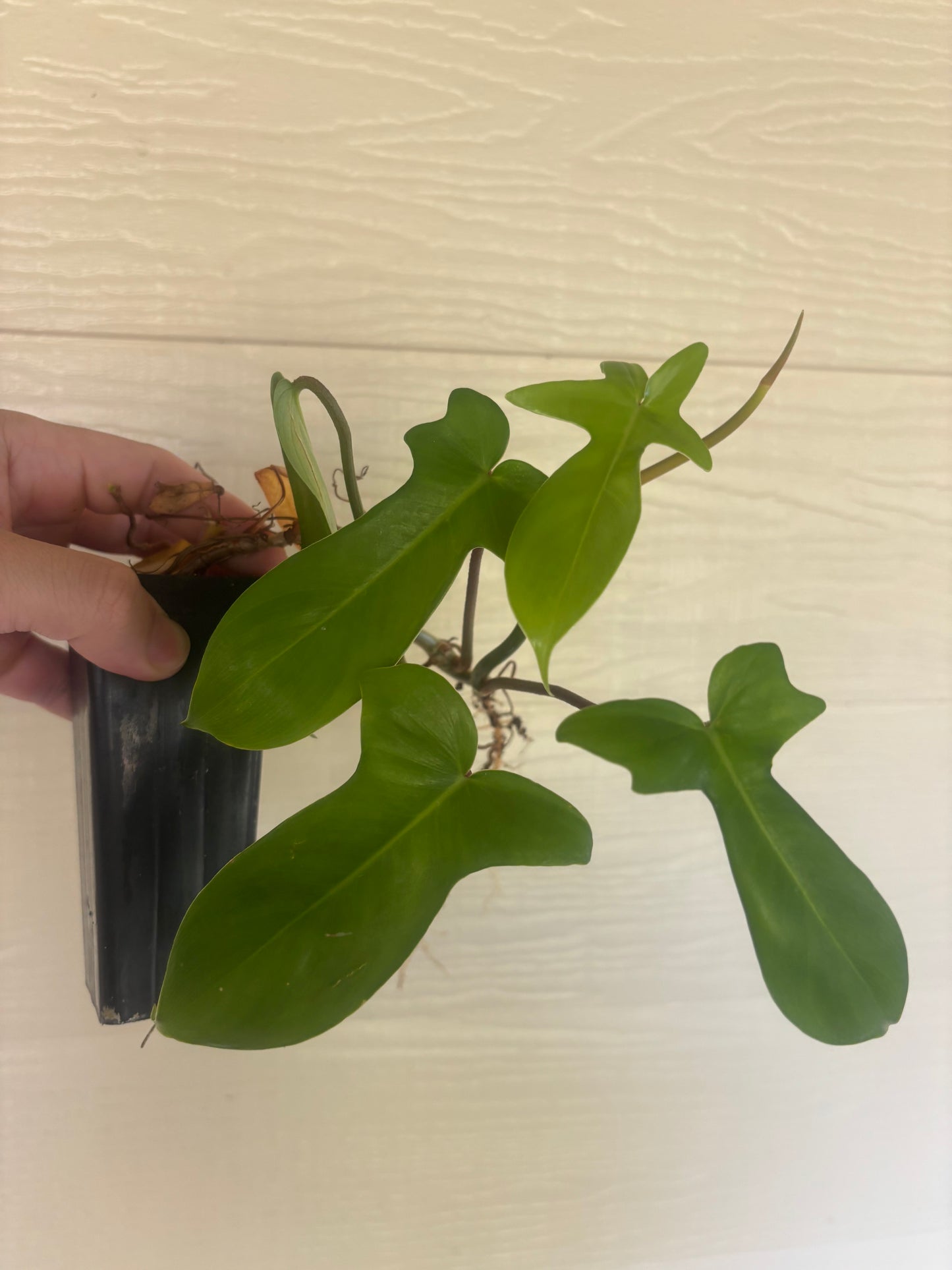 Philodendron 'Florida Green'