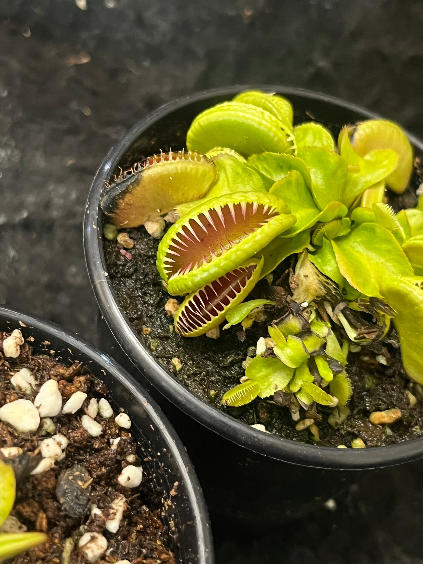 Dionaea muscipula 'Ramesse I'