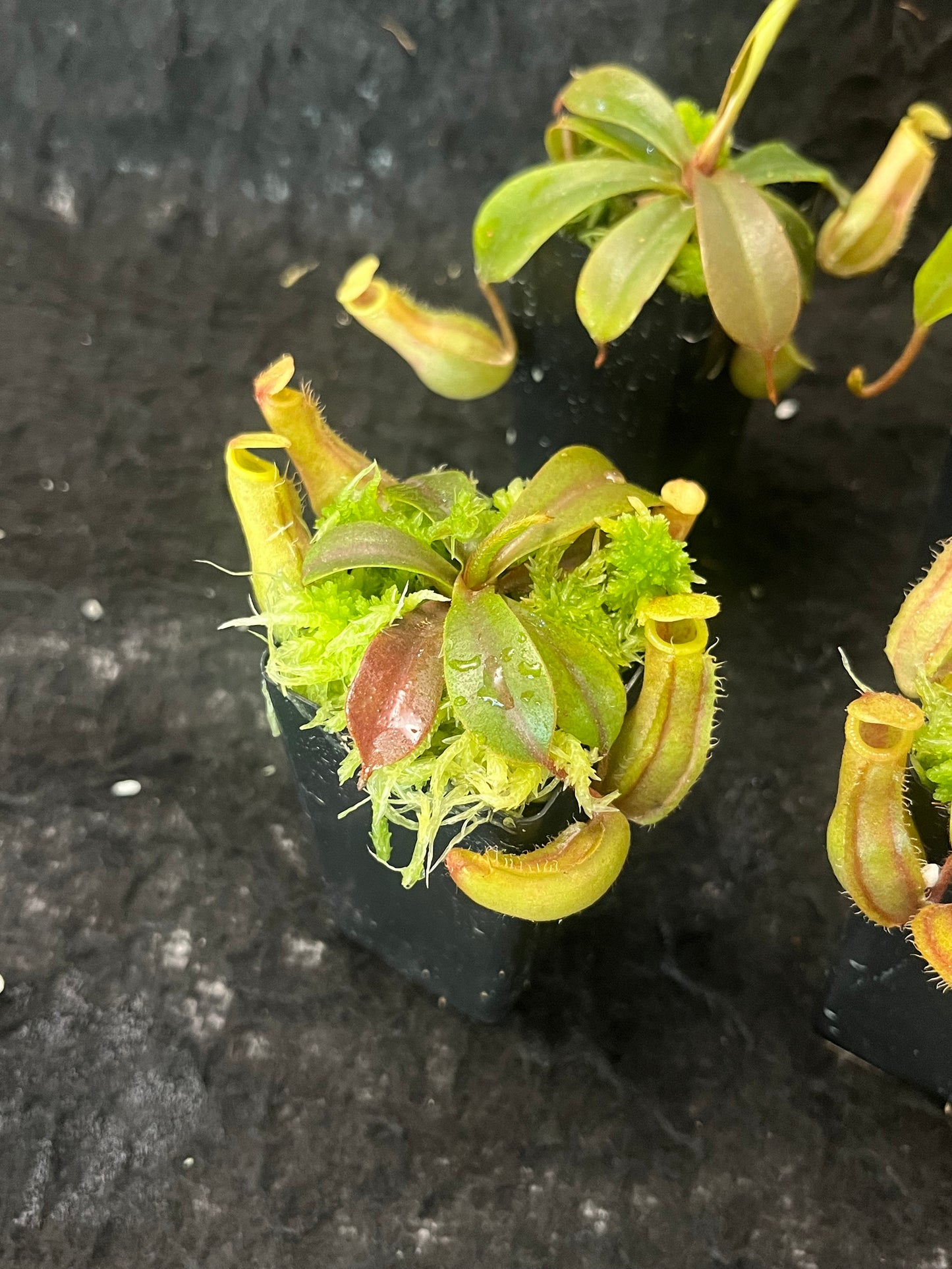 Nepenthes veitchii x ventricosa BE-4500