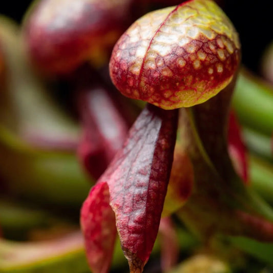 Darlingtonia californica (Cobra Lily)
