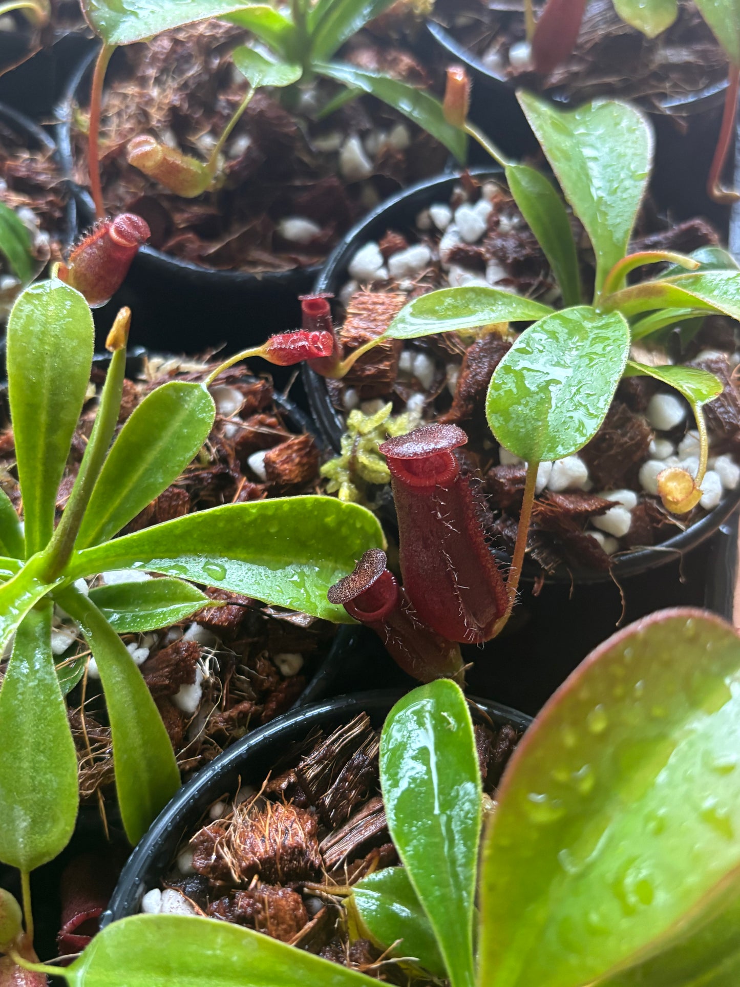 Nepenthes lowii x ventricosa