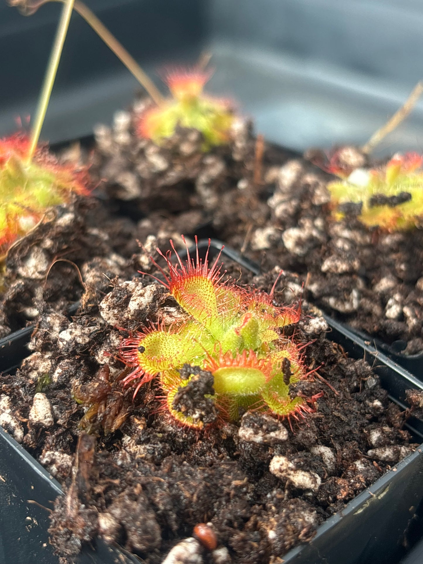 drosera burmannii