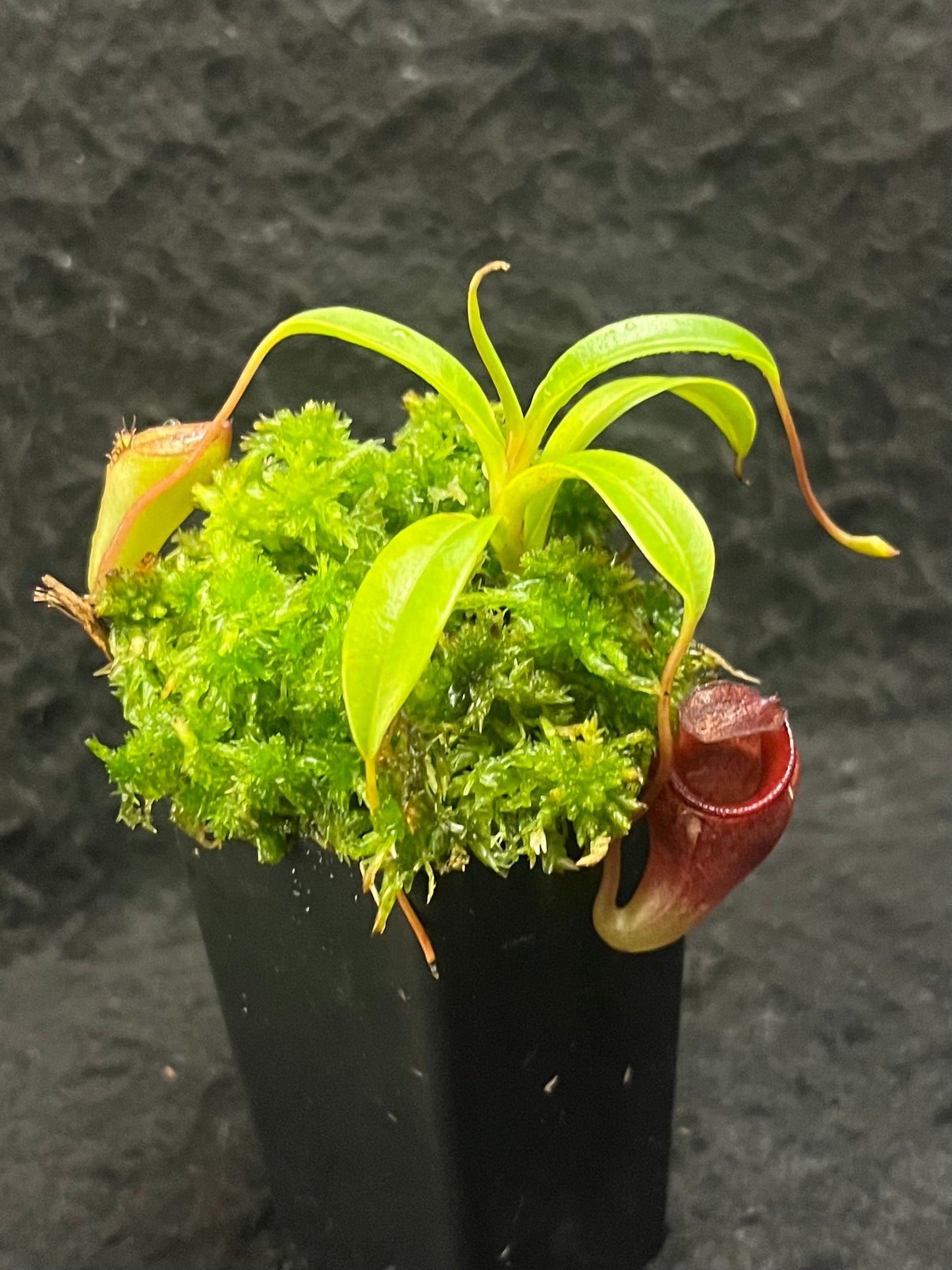 Nepenthes jamban BE-3875