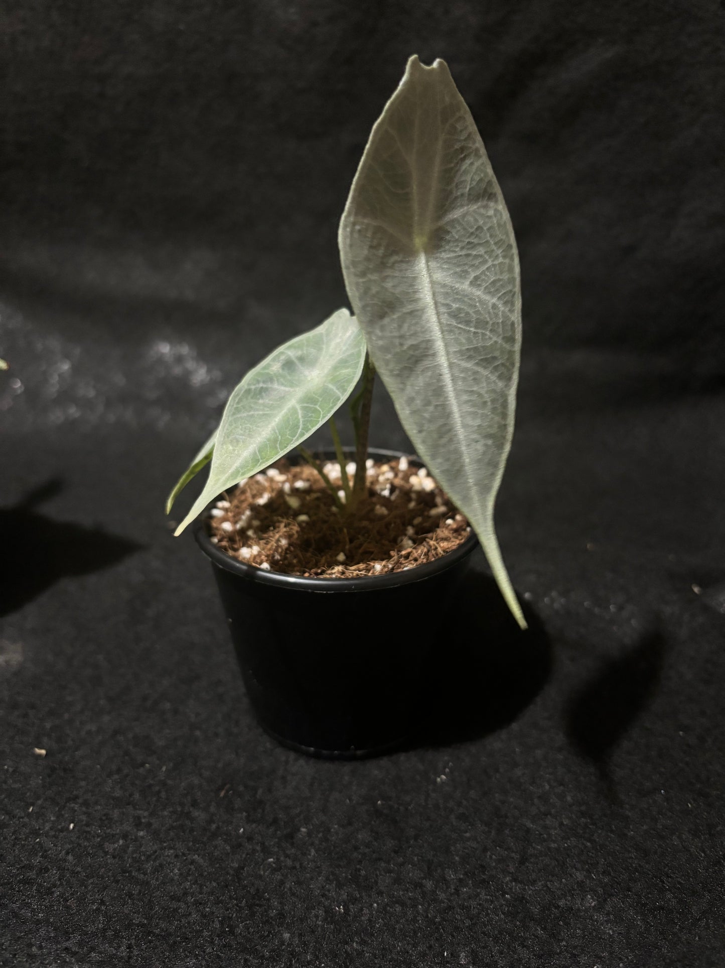 Alocasia Longiloba