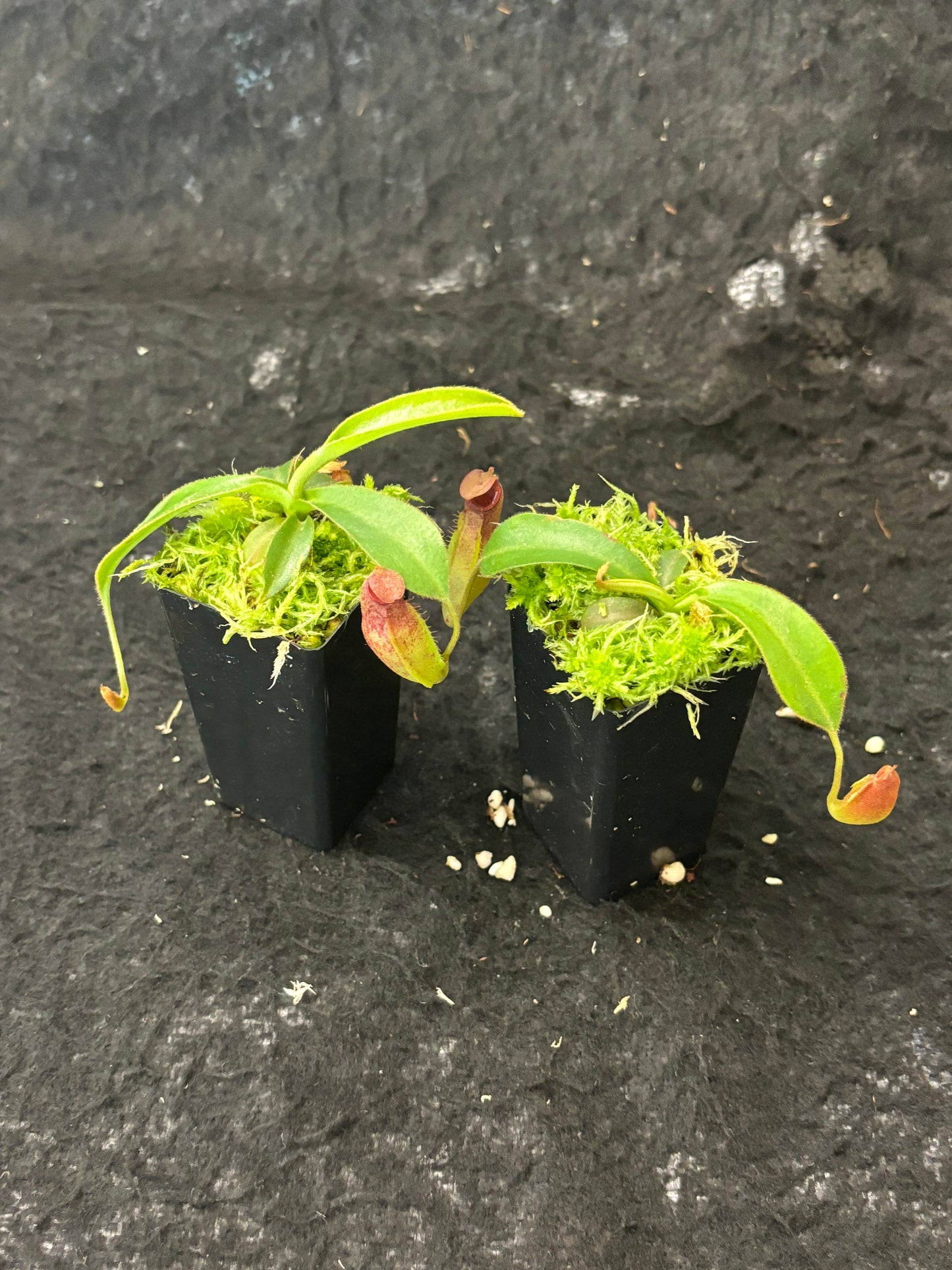 Nepenthes aristolochioides x veitchii