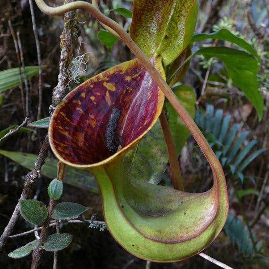 Nepenthes lowii BE-3100